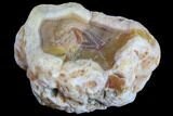 Beautiful Condor Agate From Argentina - Cut/Polished Face #79604-2